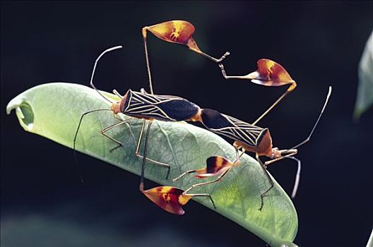 昆虫,一对,展示,腿,交配,叶子,雌性,进食,雨林,哥斯达黎加