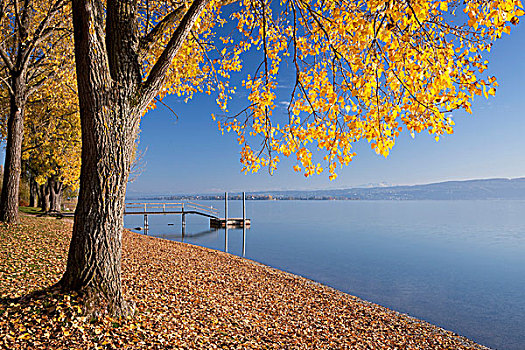 秋天,酸橙树,椴树属,岸边,康士坦茨湖,巴登符腾堡,德国,欧洲