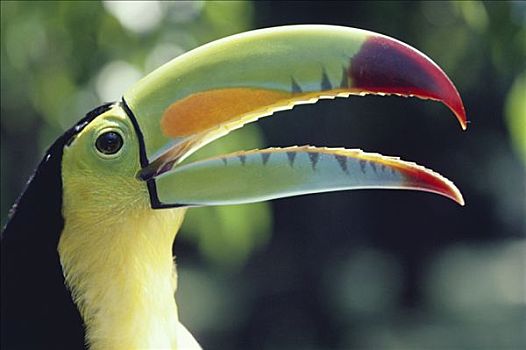 巨嘴鸟,肖像,雨林,哥斯达黎加