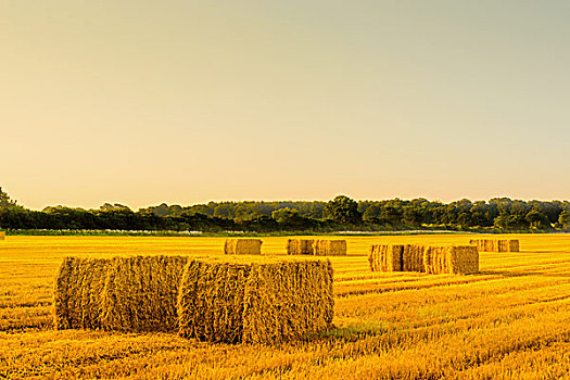 稻草捆,乡村,风景