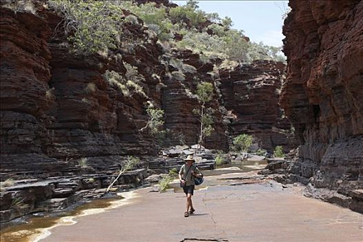 男人,远足,峡谷,卡瑞吉尼国家公园,区域,西澳大利亚