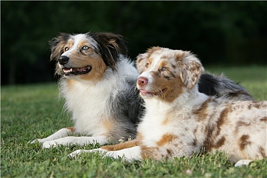 澳大利亚牧羊犬