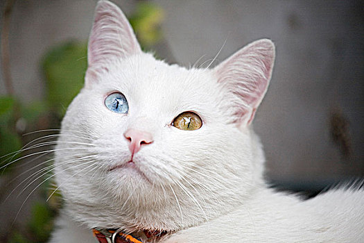 白色,猫,眼睛,两个