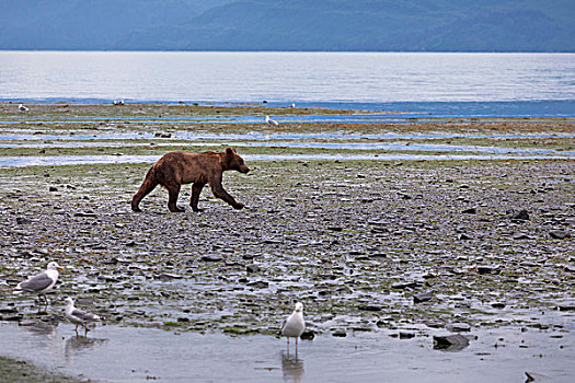 小,野生,棕熊,海滩,瓦尔德斯半岛,阿拉斯加,美国