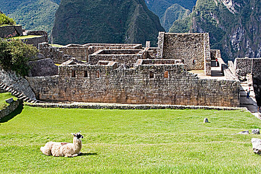 南美,秘鲁,美洲驼,休息,印加古城,马丘比丘
