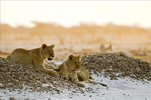 狮子,杯子,躺着,小,山,看,动物,博茨瓦纳,非洲