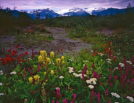 野花,地点,阿尔西克湖,冰河湾国家公园,自然保护区,阿拉斯加