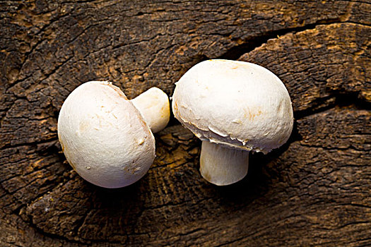 两个,洋蘑菇,蘑菇