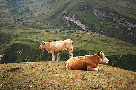两个,母牛,顶端,山