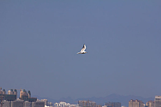 海鸥在飞翔