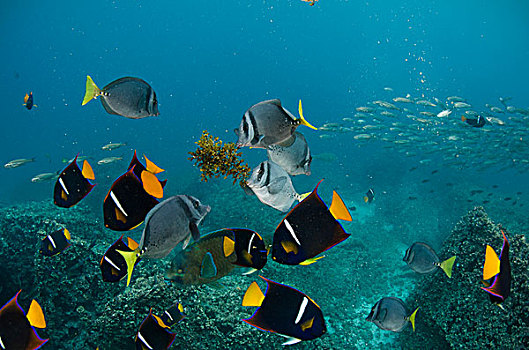 鱼,不同,加拉帕戈斯群岛,厄瓜多尔