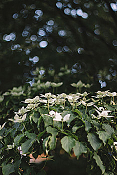 花,山茱萸,树,六月