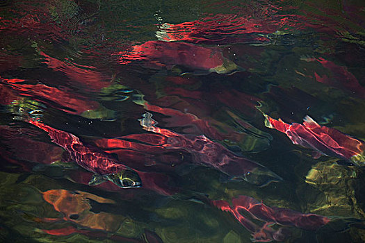 红大马哈鱼,红鲑鱼,饲养,彩色,产卵,季节,亚当斯河,不列颠哥伦比亚省,加拿大