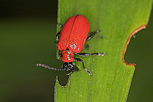 红色,甲虫,叶子,安大略省,加拿大