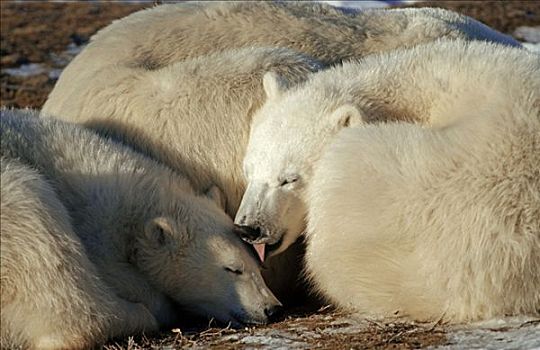 北极熊,交际,行为,哈得逊湾,加拿大,北美