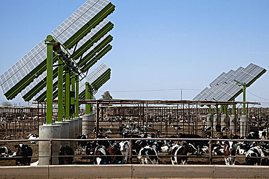 乳业,母牛,进食,休息,太阳能电池板,荫凉,山谷,加利福尼亚,美国