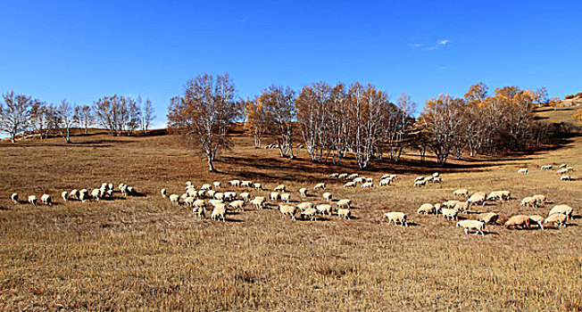 坝上草原秋季风光塞罕坝乌兰布统木兰围场风景