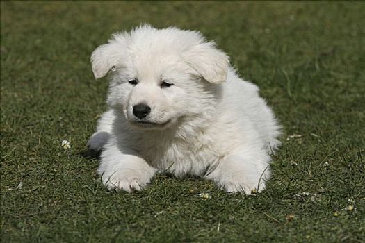 小狗,白色,瑞士,7星期大