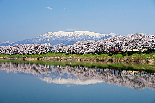 樱桃树,靠近,堤,河
