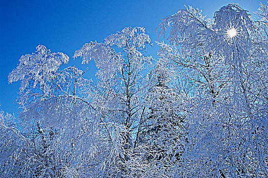 白霜,树上,赖丁山国家公园,曼尼托巴,加拿大