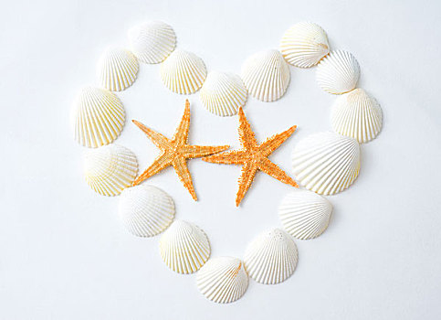 两个,海星,心形,海螺壳,隔绝,白色背景,背景
