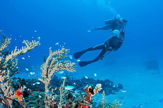 海洋生物