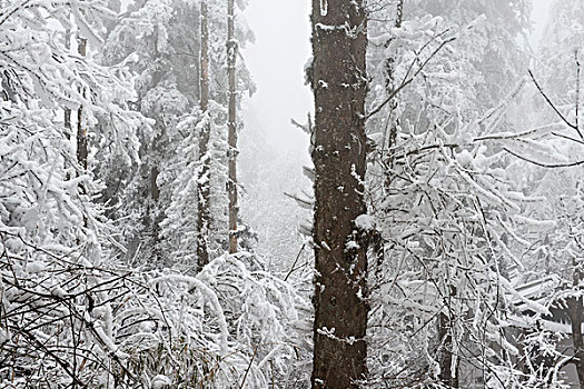 四川,峨眉山,冰雪雾凇,徐学哲摄影,尼康,年,月