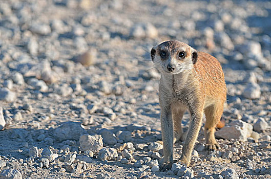 幼兽,猫鼬,碎石路,卡拉哈迪大羚羊国家公园,北开普,南非,非洲