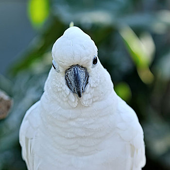 头部,白色,美冠鹦鹉