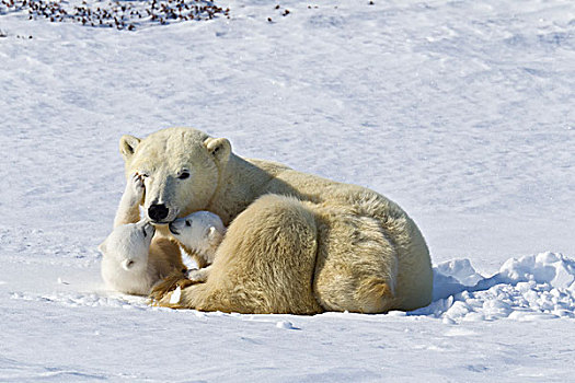 北极熊,母兽,幼兽,瓦普斯克国家公园,曼尼托巴,加拿大