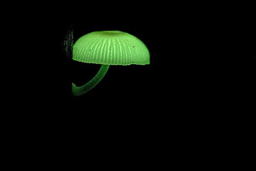 蘑菇,发光,夜晚,哥斯达黎加