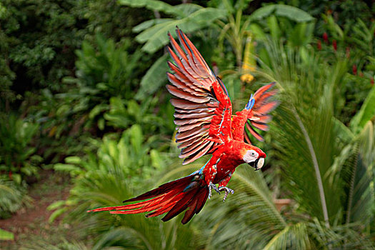 深红色,金刚鹦鹉,成年,飞行,洪都拉斯,中美洲,北美