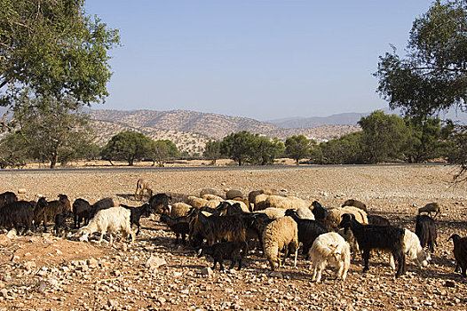 摩洛哥,靠近,阿加迪尔,山羊,树