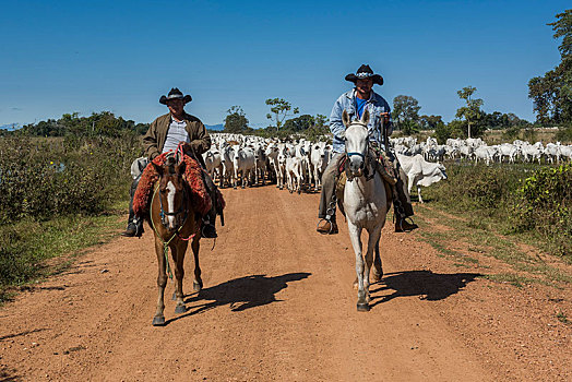 两个,牛仔,马,牧群,牛,碎石路,潘塔纳尔,南马托格罗索州,巴西,南美