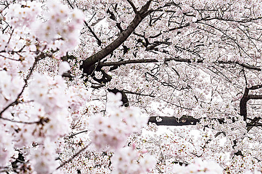 特写,花,樱桃树,日本