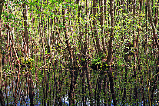 沼泽,树林,静水,梅克伦堡前波莫瑞州,德国,欧洲