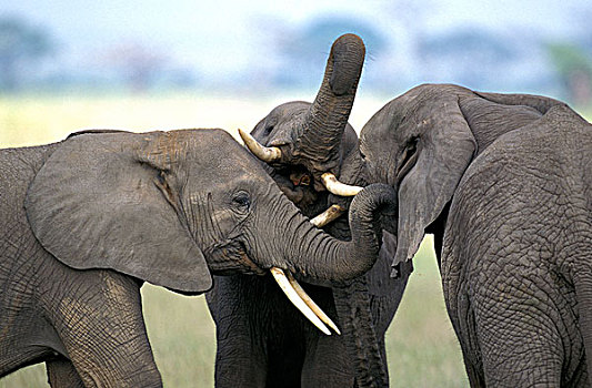 非洲象,打闹,特写,头部,肯尼亚