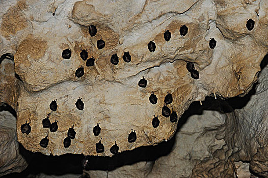 马蹄蝙蝠,小菊头蝠,洞穴,下奥地利州,奥地利,欧洲