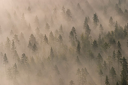 树林,雾
