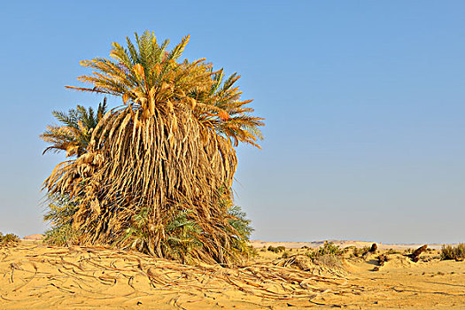 荒漠景观,椰枣,利比亚沙漠,撒哈拉沙漠,埃及,北非,非洲