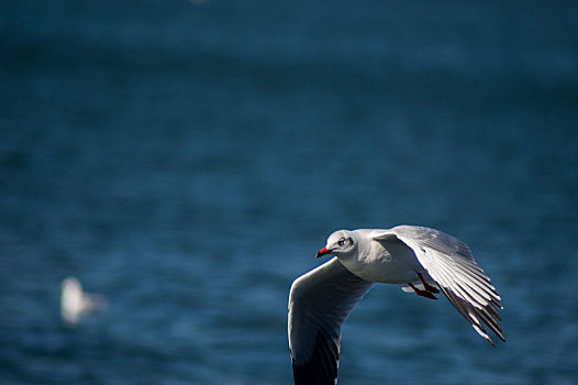 西伯利亚海鸥