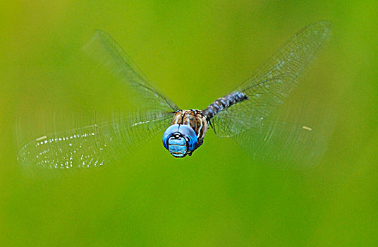 雄性,蓝眼睛,绿蜻蜓,多彩,水塘