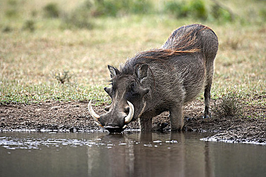 疣猪,成年,喝,水塘,马赛马拉,公园,肯尼亚