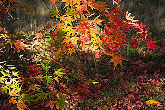 秋色,叶子,枫树,树,鸡爪枫,精美,形状,鲜艳,紫色,红色,黄色,绿色,斑驳,阳光