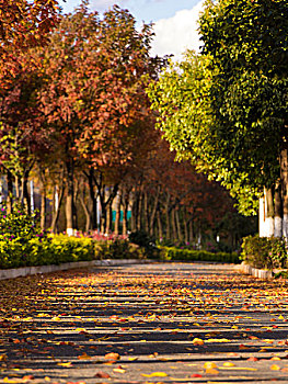 秋天的下午骑车少年经过落满黄色树叶的路面