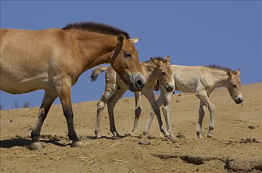 马,成年,两个,小马,濒危物种,圣地亚哥,野生动物,公园,加利福尼亚