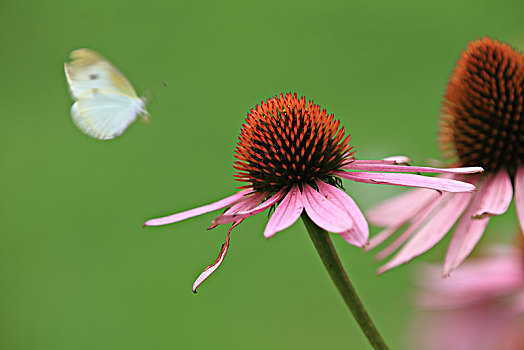 松果菊,蝴蝶