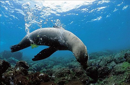 海豹,海狮,加拉帕戈斯海狮,哺乳动物,海洋动物,厄瓜多尔,动物