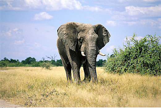 大象,乔贝国家公园,博茨瓦纳