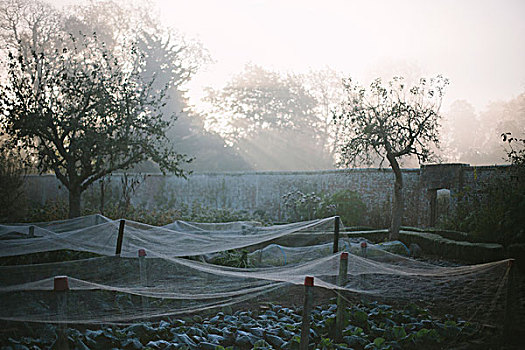 网,遮盖,农作物,菜园